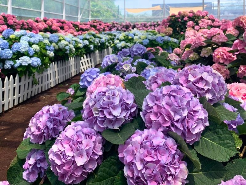 Jeju Eastern/ Western/ Hydrangea/ Seongsan Ilchulbong/ Private Tour - The Haenyeo Museum sets the cultural context