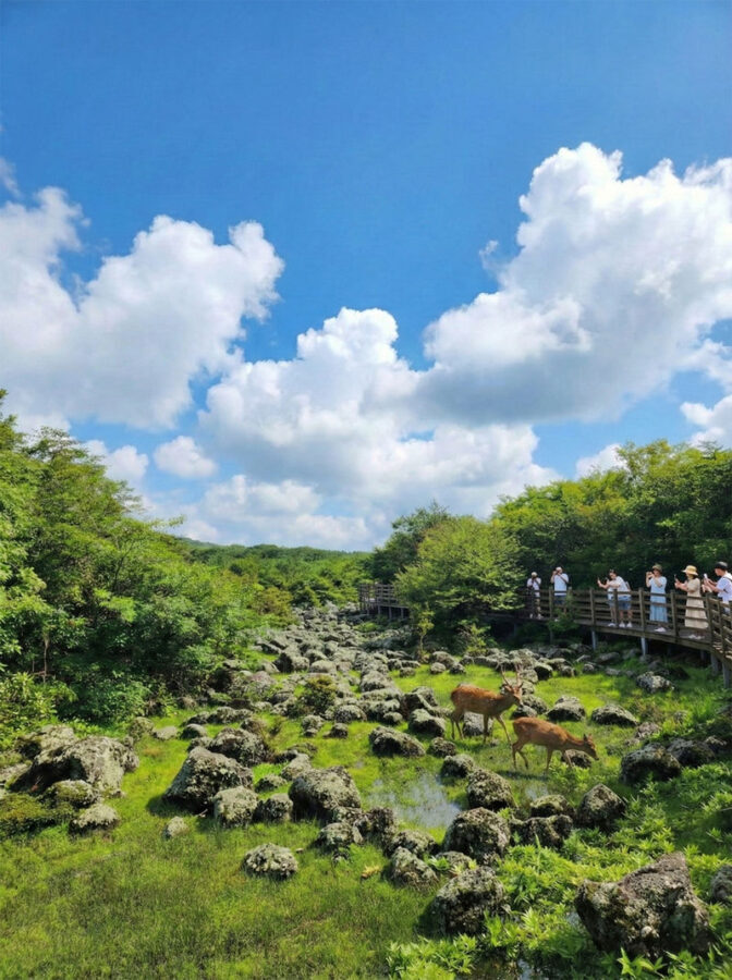 Jeju Essential Southwest Tour (1PM Late Departure) - Hallasan’s 1100 Highland Rest Area