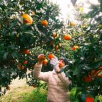 Jeju Fall Foliage, Tangerine Picking, Pink Muhly & Silver Grass Tour - Hallasan’s high wetland, not a mountain climb