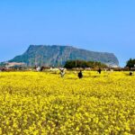 Jeju Healing UNESCO Small Group East/West/South Day Tour - Hamdeok Beach: emerald water, white sand