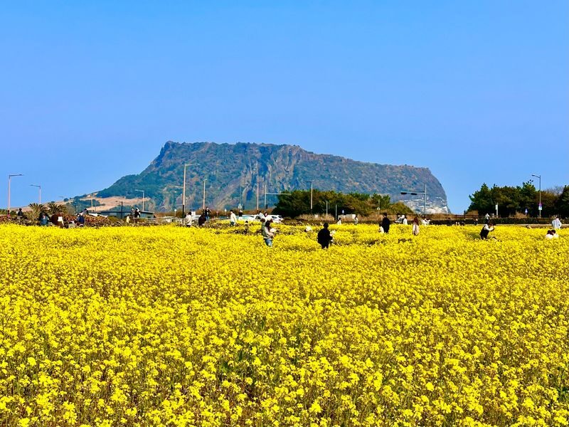 Jeju Healing UNESCO Small Group East/West/South Day Tour - Hamdeok Beach: emerald water, white sand