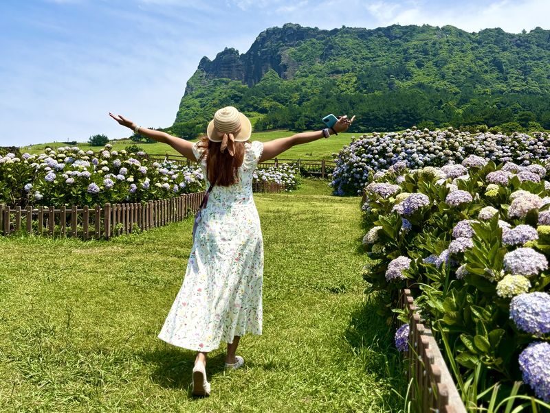 Jeju Hydrangea & Tangerine Cafe Tour incl. Admissions, Hotel Pick-up - Camellia Hill or Manor Blanc is the flower stop