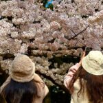 Jeju Small Group Cherry Blossom Tour & Women Divers Show - Yerae’s flowers, water and photo paths