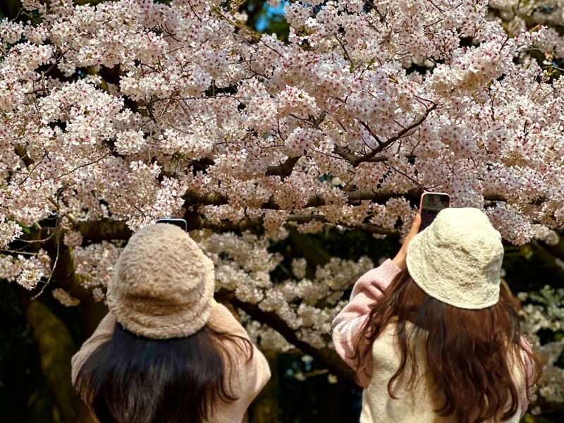Jeju Small Group Cherry Blossom Tour & Women Divers Show - Yerae’s flowers, water and photo paths
