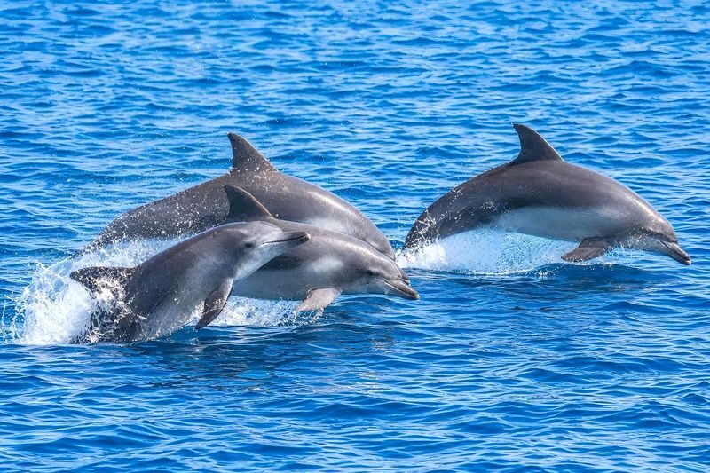 Jeju Wild Indo-Pacific Bottlenose Dolphin Watching Speedboat Tour - From check-in to the ride home