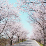 Jeonju Hanok Village & Deokjin Park Spring Blossoms Tour - Jeonju Hanok Village: the cultural stop