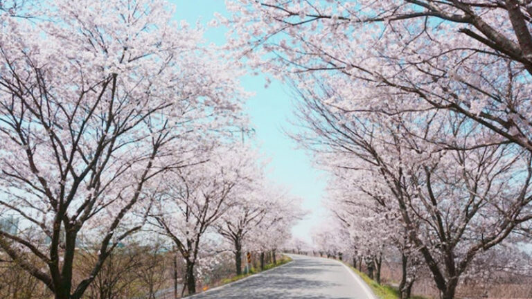 Jeonju Hanok Village & Deokjin Park Spring Blossoms Tour - Jeonju Hanok Village: the cultural stop