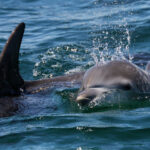 Jervis Bay Dolphin Watch Cruise Tour - Leaving Huskisson and finding your place on board