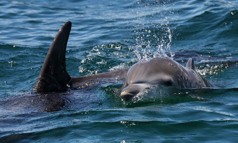 Jervis Bay Dolphin Watch Cruise Tour - Leaving Huskisson and finding your place on board