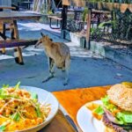 Jet Ski Safari and Island Tour on the Gold Coast - What the 30-minute safari actually includes