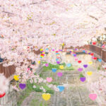 Jinhae Cherry Blossom Tour from Seoul - Yeojwacheon Stream: your longer walk