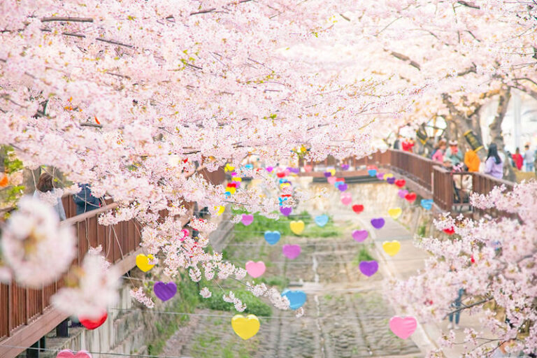 Jinhae Cherry Blossom Tour from Seoul - Yeojwacheon Stream: your longer walk
