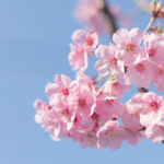 Jinhae Pink Cherry Blossom Festival Tour from SEOUL / BUSAN - Yeojwacheon Stream: bridges, blossoms and a longer pause