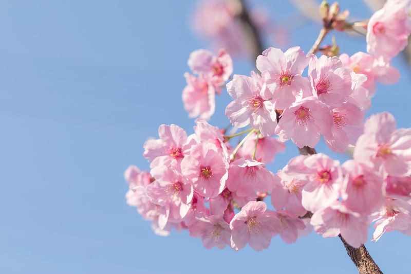 Jinhae Pink Cherry Blossom Festival Tour from SEOUL / BUSAN - Yeojwacheon Stream: bridges, blossoms and a longer pause