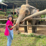 Joy Elephant Sanctuary Chiang Mai Observation and Activity Combo - The morning route from Chiang Mai