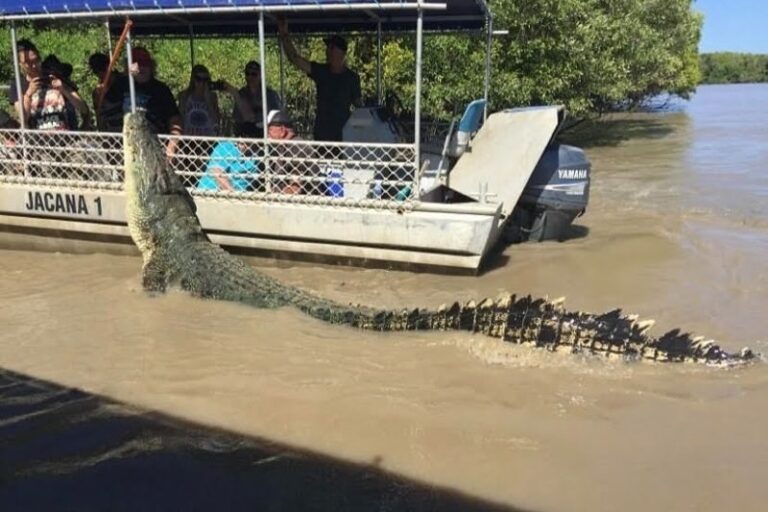 Jumping Crocodile Cruise Half Day Tour - The Adelaide River Cruise