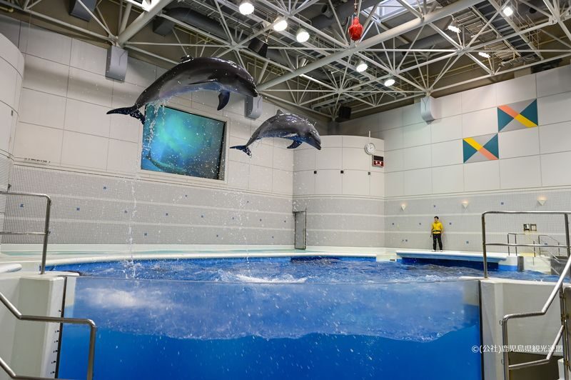 Kagoshima City Aquarium Ticket in Kyushu - Make time for the dolphin show