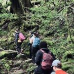 Kagoshima Day Tour: Hike World Heritage Yakushima by Express Jetfoil - A guide meets you at Miyanoura Port