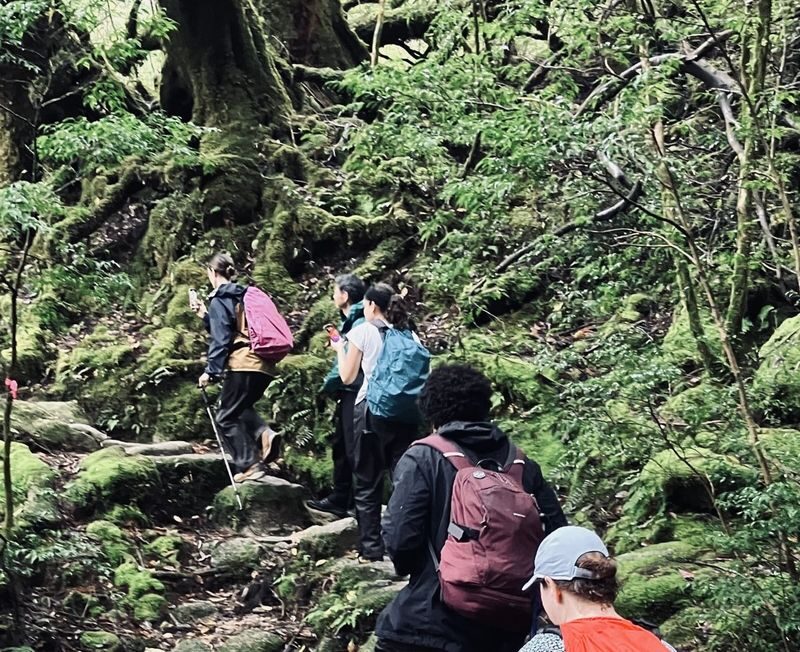 Kagoshima Day Tour: Hike World Heritage Yakushima by Express Jetfoil - A guide meets you at Miyanoura Port
