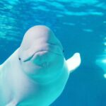 Kamogawa Sea World Ticket Admission Ticket in Chiba - The orca show is the main event