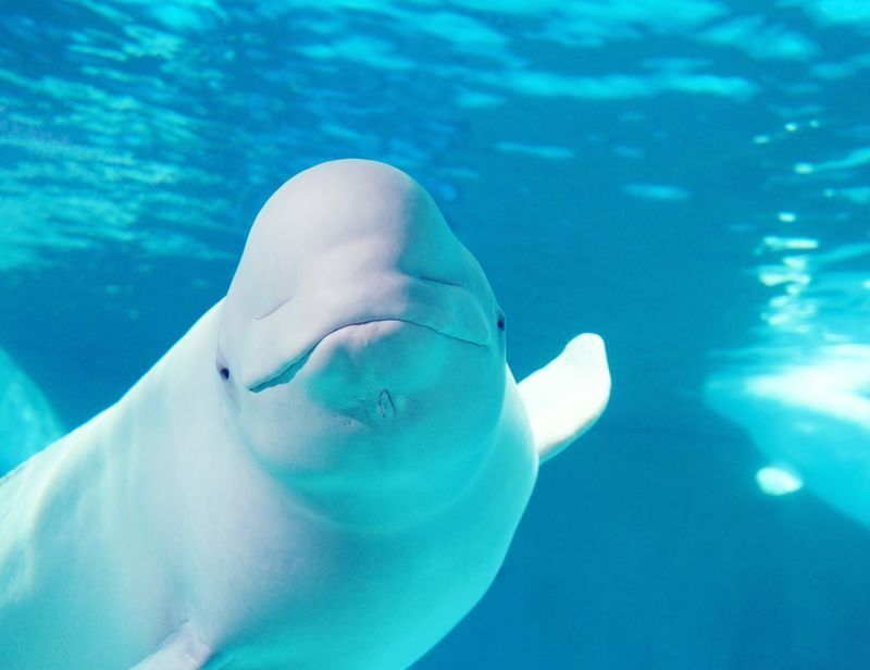 Kamogawa Sea World Ticket Admission Ticket in Chiba - The orca show is the main event