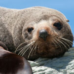 Kangaroo Island Ocean Safari Experience in Adelaide - What you might see on the water