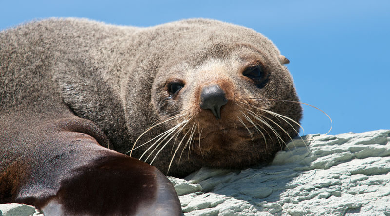 Kangaroo Island Ocean Safari Experience in Adelaide - What you might see on the water