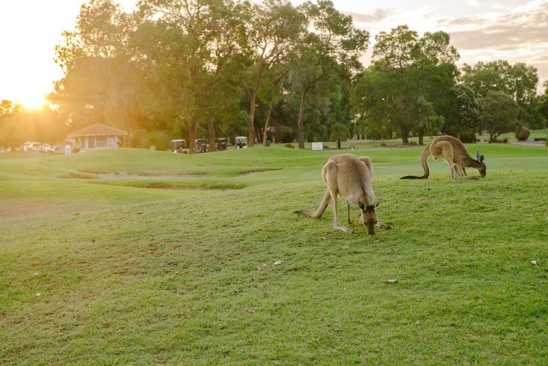 Kangaroo Safari & Mini-Golf in the Swan Valley - Mini-golf that earns its place