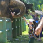 Kanta Elephant Half Day Tour from Chiang Mai - Feeding, food preparation, and elephant behavior