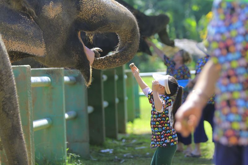 Kanta Elephant Half Day Tour from Chiang Mai - Feeding, food preparation, and elephant behavior