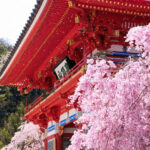 Katsuo-ji Temple Ticket (Optional Osaka Metro Pass) - The Daruma trail and a self-guided walk