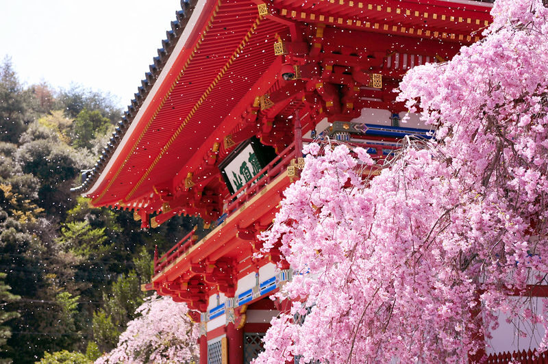 Katsuo-ji Temple Ticket (Optional Osaka Metro Pass) - The Daruma trail and a self-guided walk