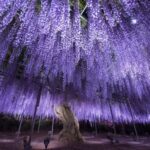 Kawagoe Little Edo Customized Private Day Tour | Departing from Tokyo - Kawagoe Hikawa Shrine: begin with a quiet pause