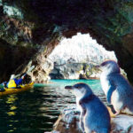Kayaking and Safari Tour in Akaroa - Paddling past cliffs, caves and Flea Bay