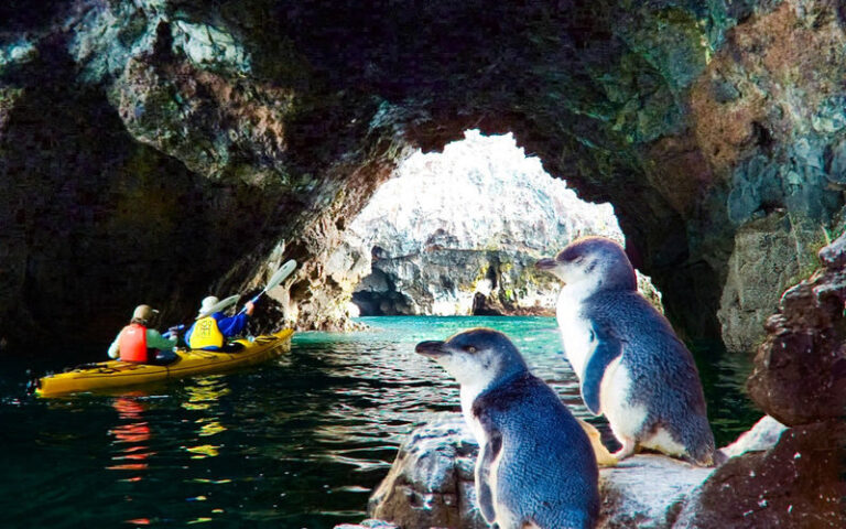 Kayaking and Safari Tour in Akaroa - Paddling past cliffs, caves and Flea Bay