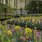 Keukenhof Entry, Transfer & Lovers Canal Cruise Amsterdam - Three hours among Keukenhof’s displays