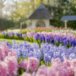 Keukenhof Gardens Ticket & Shuttle from Amsterdam with Flexible Return - From Amsterdam North to the garden gate
