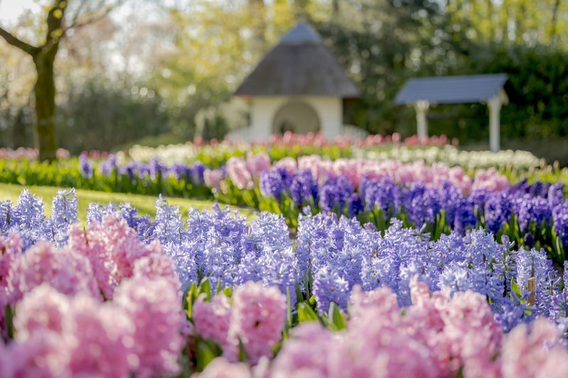 Keukenhof Gardens Ticket & Shuttle from Amsterdam with Flexible Return - From Amsterdam North to the garden gate