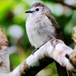 Kinabalu Park Full-Day UNESCO Site Bird Watching Tour - The 04:00 start and the drive from Kota Kinabalu