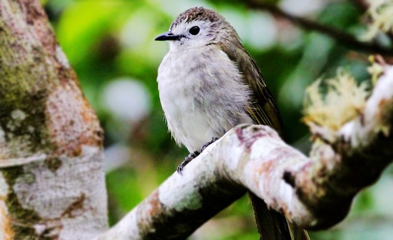 Kinabalu Park Full-Day UNESCO Site Bird Watching Tour - The 04:00 start and the drive from Kota Kinabalu