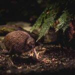 Kiwi Park Queenstown Admission Ticket - Walk the Native Bird and Reptile Grounds