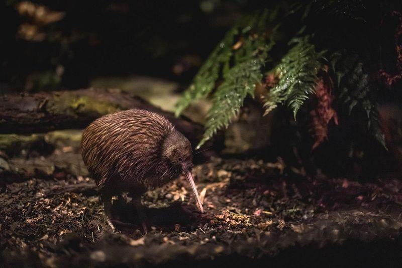 Kiwi Park Queenstown Admission Ticket - Walk the Native Bird and Reptile Grounds