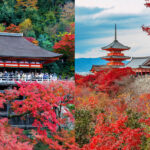 Kiyomizu-dera, Kinkaku-ji, and Fushimi Inari One-Day Tour - Kinkaku-ji, the Golden Pavilion