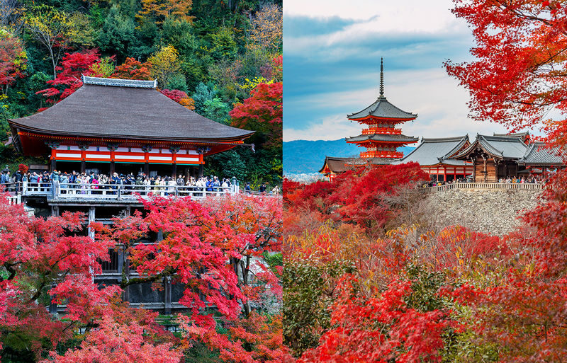 Kiyomizu-dera, Kinkaku-ji, and Fushimi Inari One-Day Tour - Kinkaku-ji, the Golden Pavilion