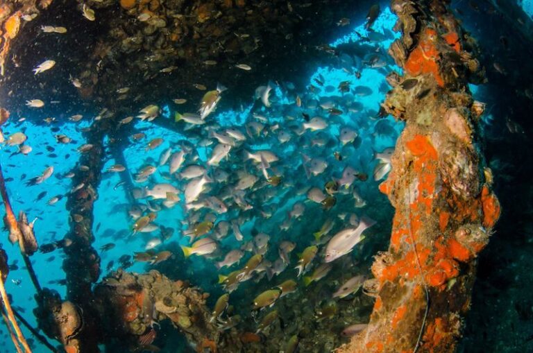 Koh Chang Odissey: Full-Day Dive Trip [3 dives] with PADI 5* Center