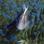 Koh Kood Snorkel Experience with PADI 5 Star center - Coral gardens, fish, and changing visibility
