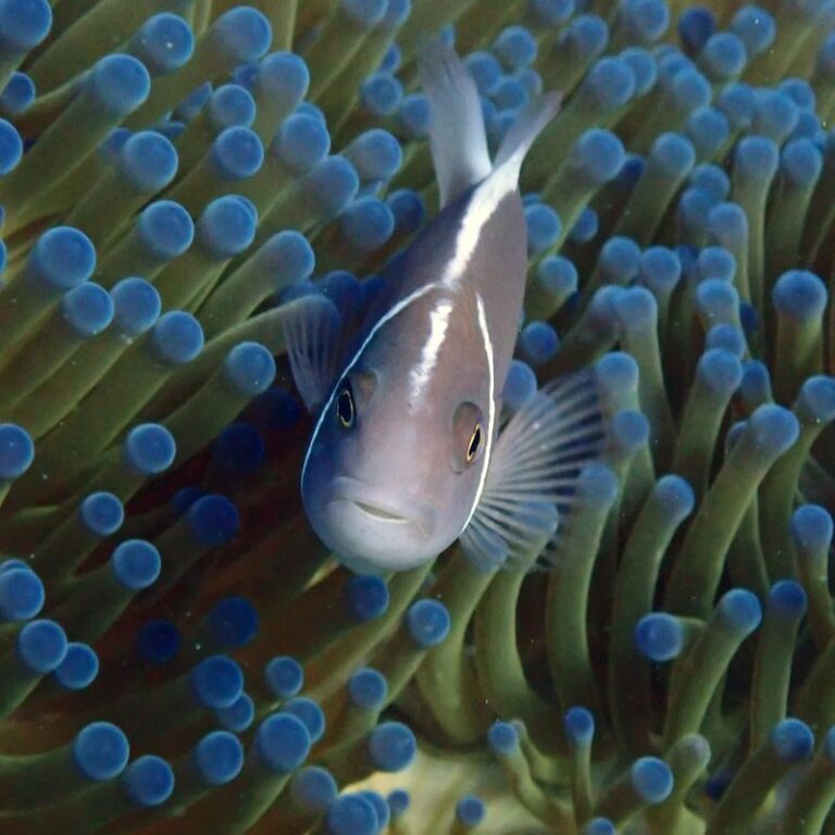 Koh Kood Snorkel Experience with PADI 5 Star center - Coral gardens, fish, and changing visibility