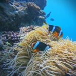 Korean Support: Okinawa Blue Cave Boat Experience Diving (Free Photo Shoot/No License Required) - Learning the basics before going under