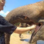 Krabi Elephant Care House with Tiger Cave Temple - Mud, stream walks and bath time
