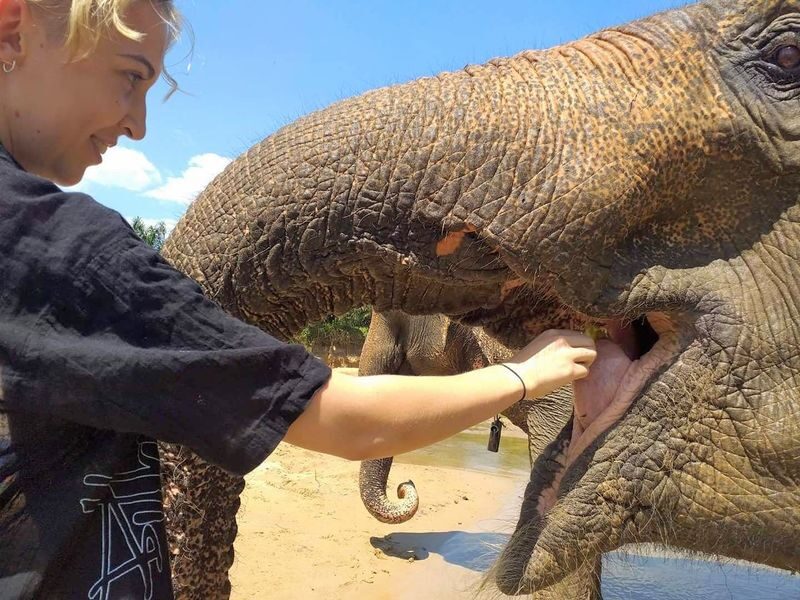 Krabi Elephant Care House with Tiger Cave Temple - Mud, stream walks and bath time